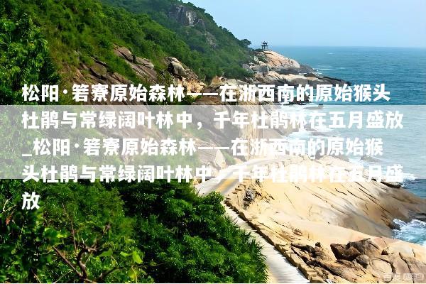 松阳·箬寮原始森林——在浙西南的原始猴头杜鹃与常绿阔叶林中，千年杜鹃林在五月盛放_松阳·箬寮原始森林——在浙西南的原始猴头杜鹃与常绿阔叶林中，千年杜鹃林在五月盛放