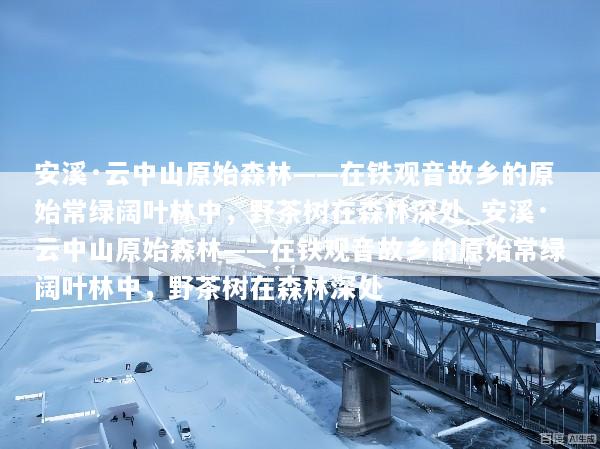 安溪·云中山原始森林——在铁观音故乡的原始常绿阔叶林中，野茶树在森林深处_安溪·云中山原始森林——在铁观音故乡的原始常绿阔叶林中，野茶树在森林深处