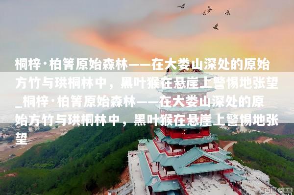 桐梓·柏箐原始森林——在大娄山深处的原始方竹与珙桐林中，黑叶猴在悬崖上警惕地张望_桐梓·柏箐原始森林——在大娄山深处的原始方竹与珙桐林中，黑叶猴在悬崖上警惕地张望